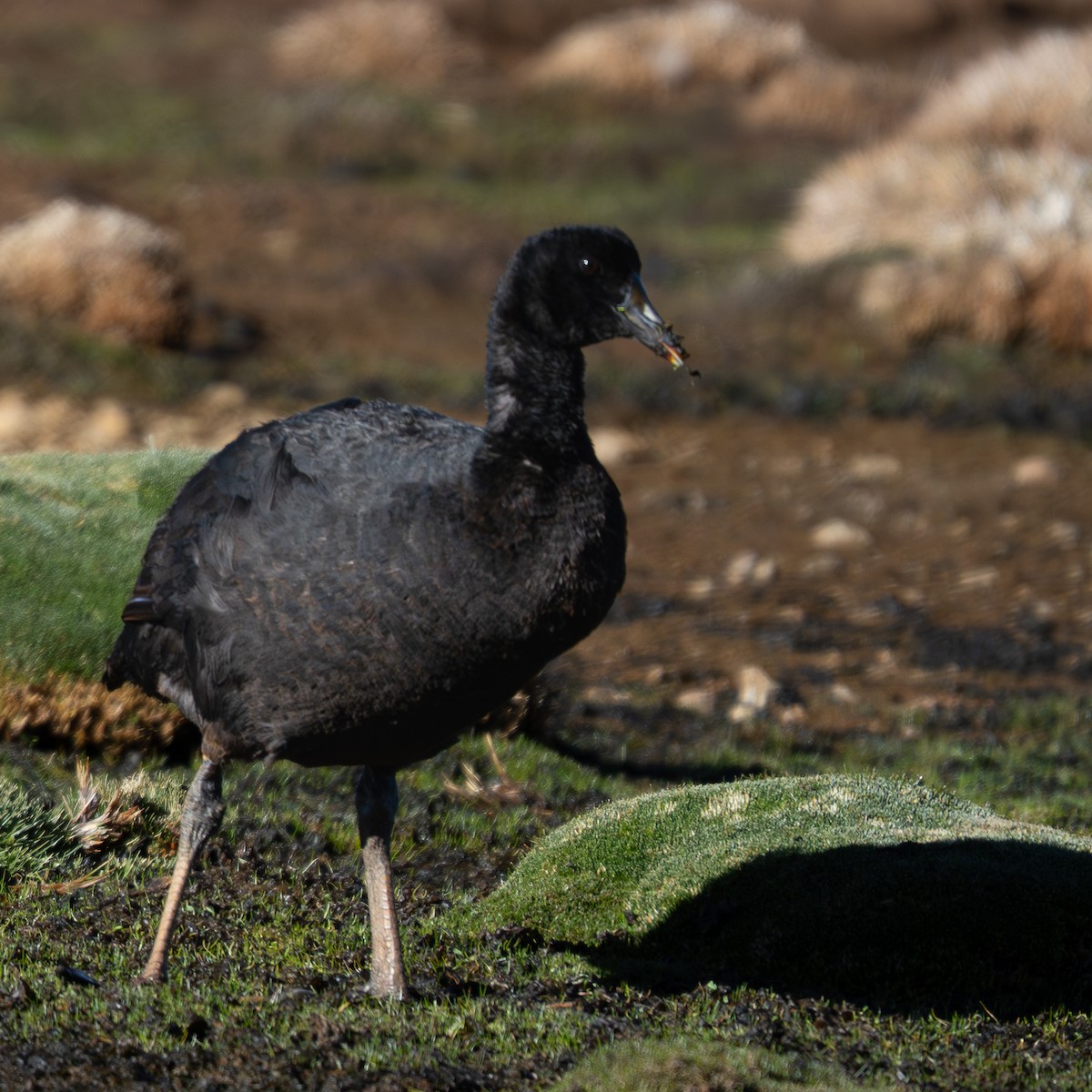 kjempesothøne - ML645968336