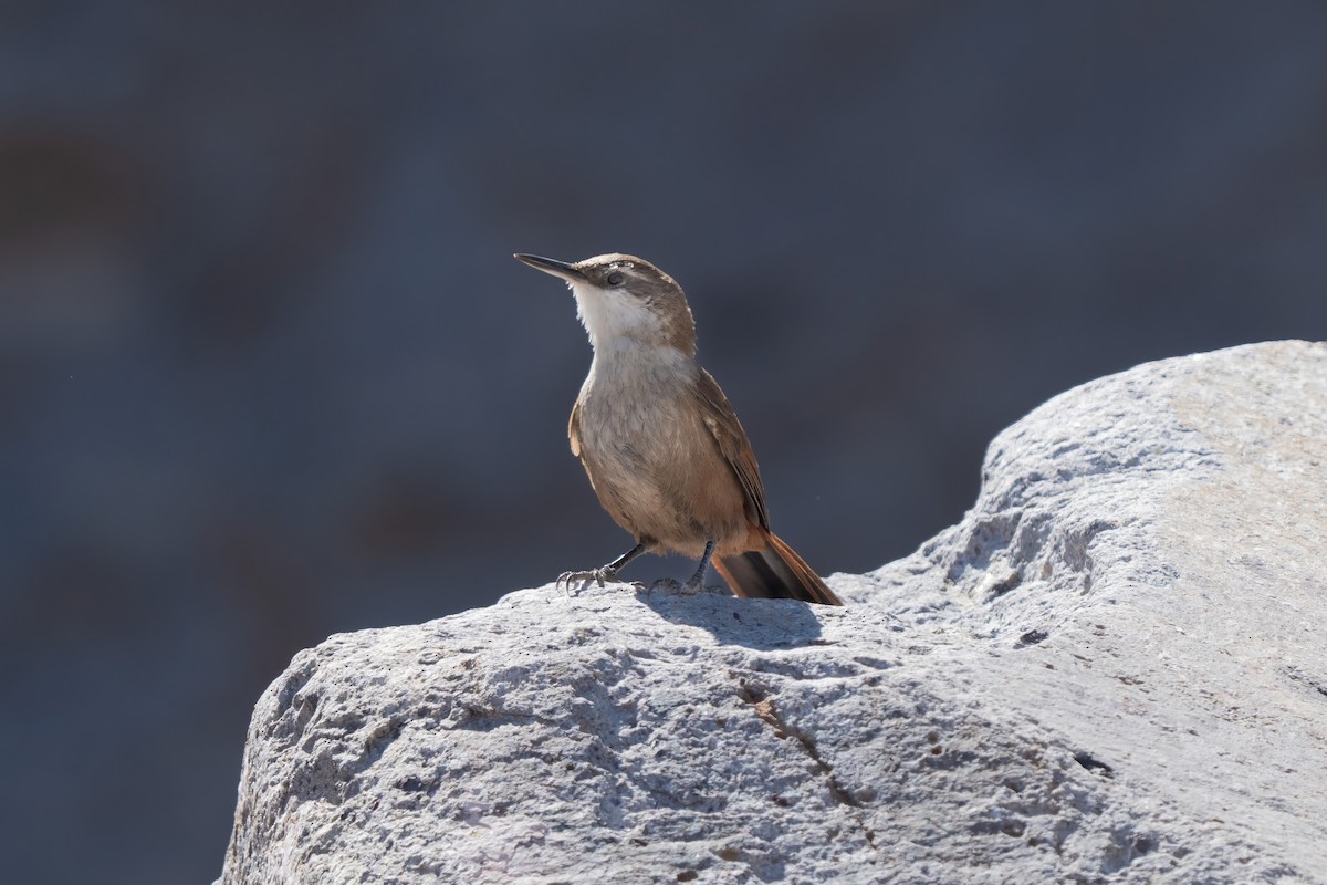 klippeløper - ML645968337