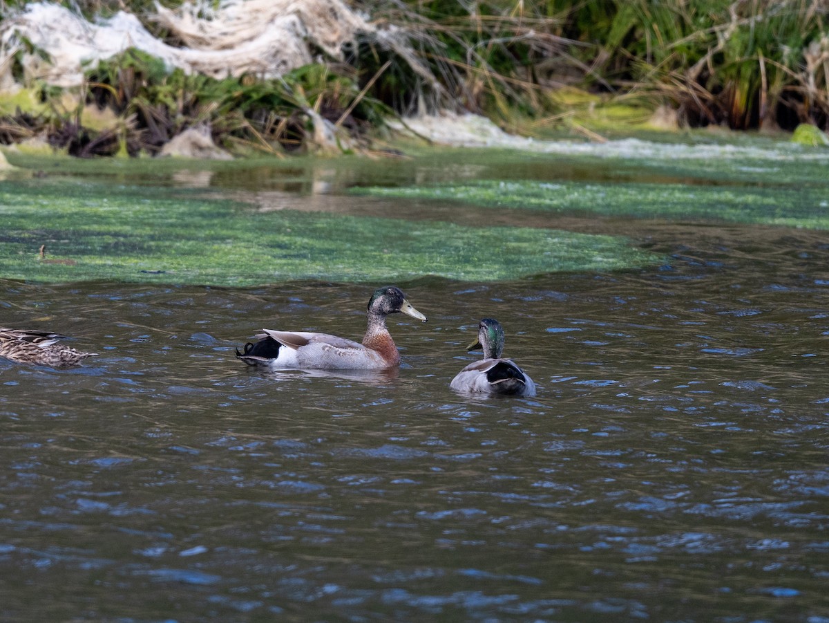 Mallard - ML645968338