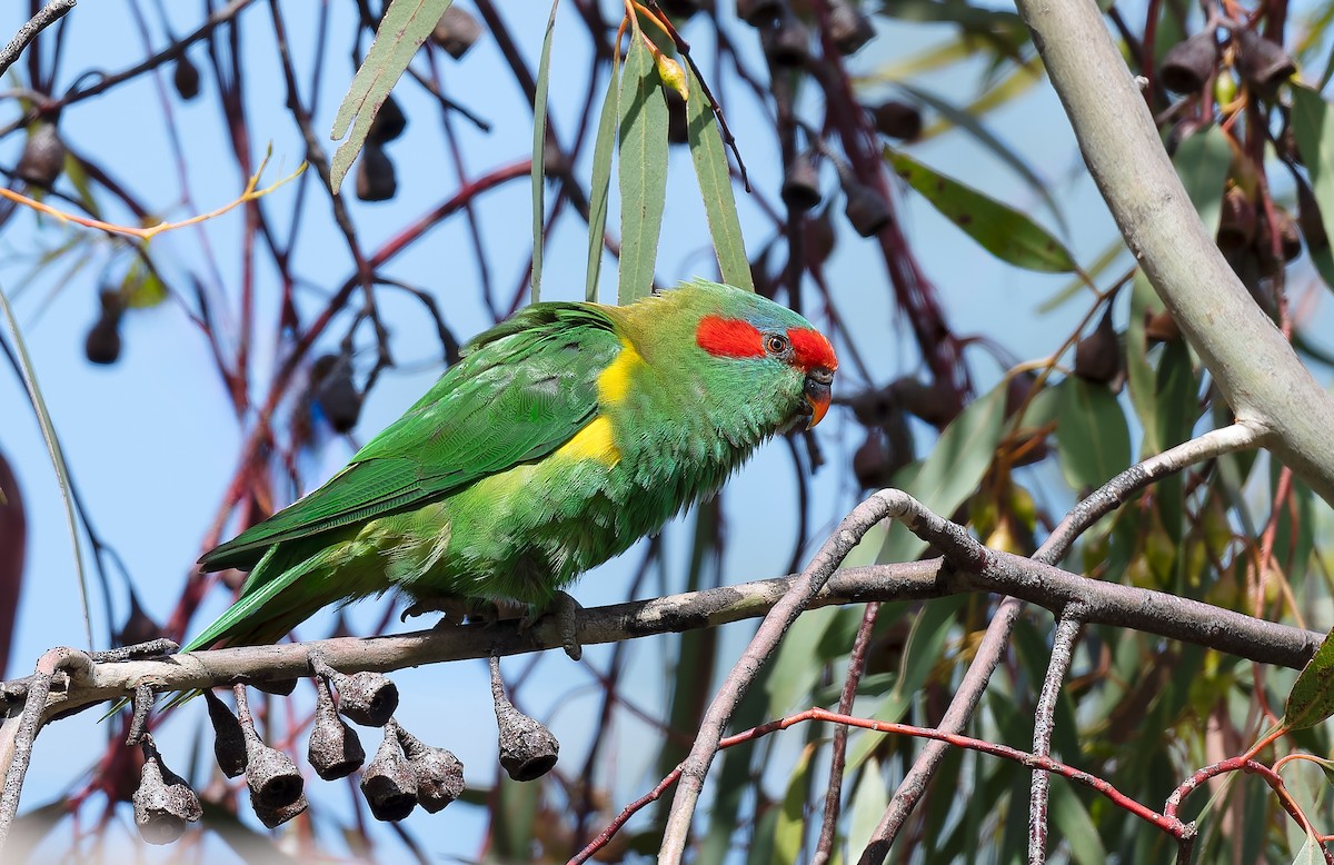 moskuslori - ML645968341