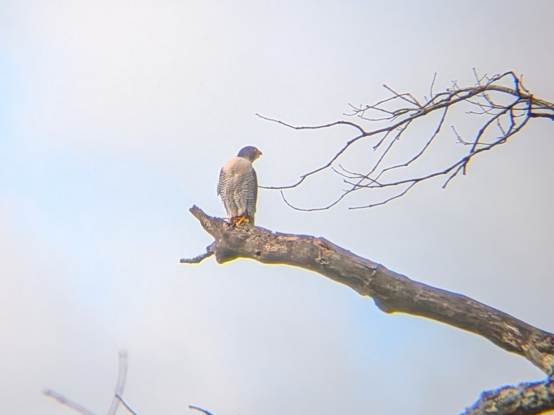 Peregrine Falcon - ML645968344