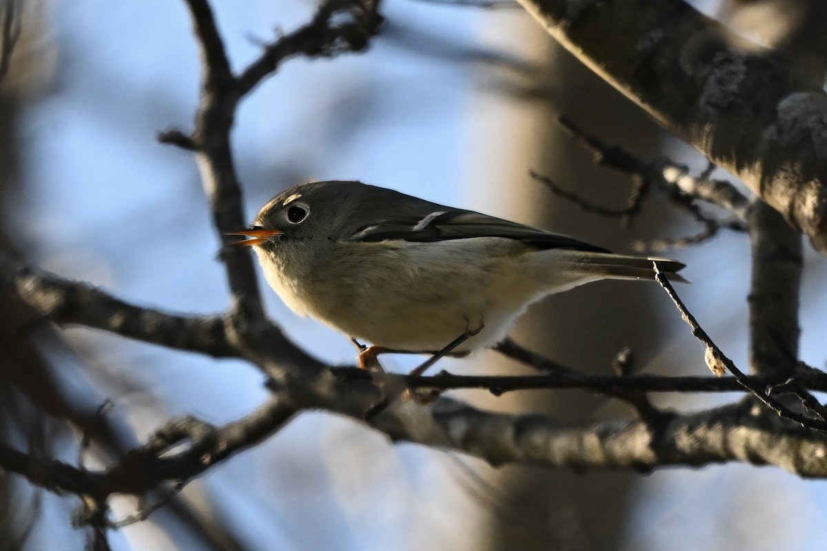Ruby-crowned Kinglet - ML645968360