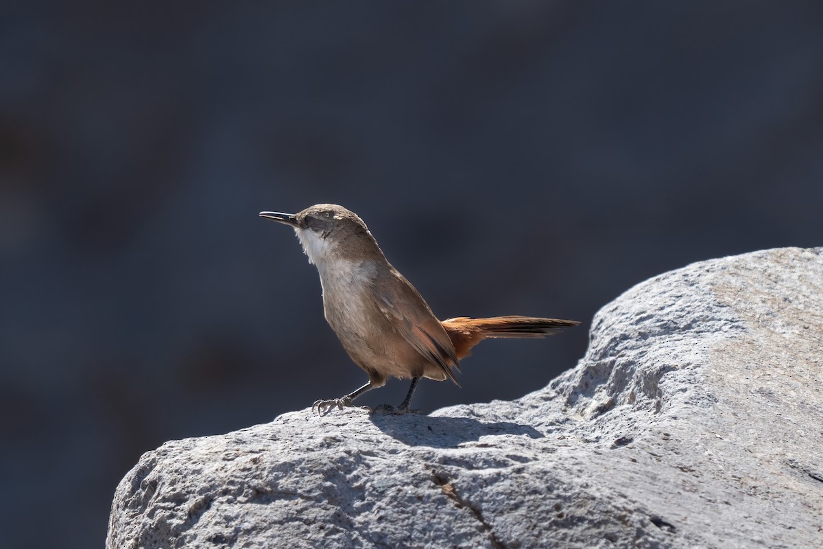 Crag Chilia - ML645968363