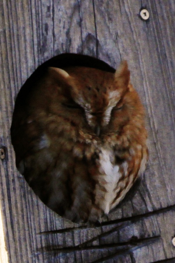 Eastern Screech-Owl - ML645968371