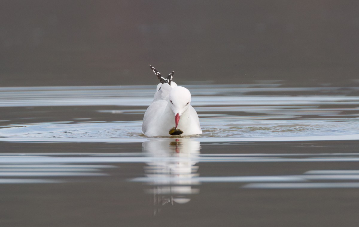 Silver Gull - ML645968373