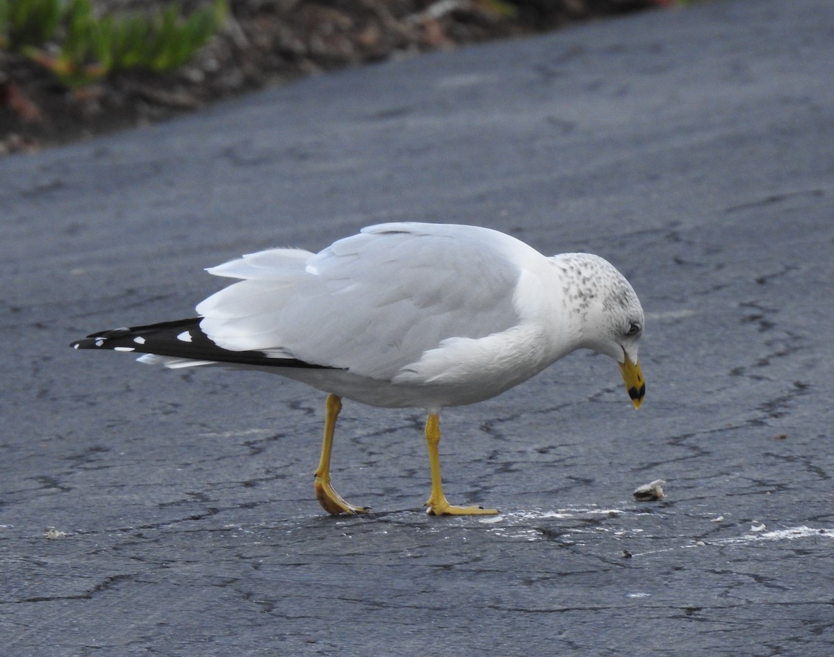 Ring-billed Gull - ML645968374