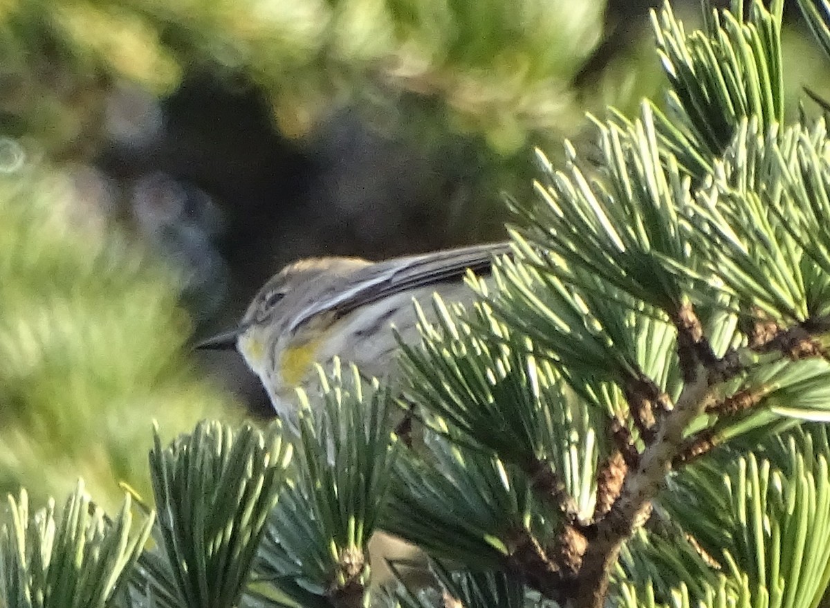 Yellow-rumped Warbler - ML645968375