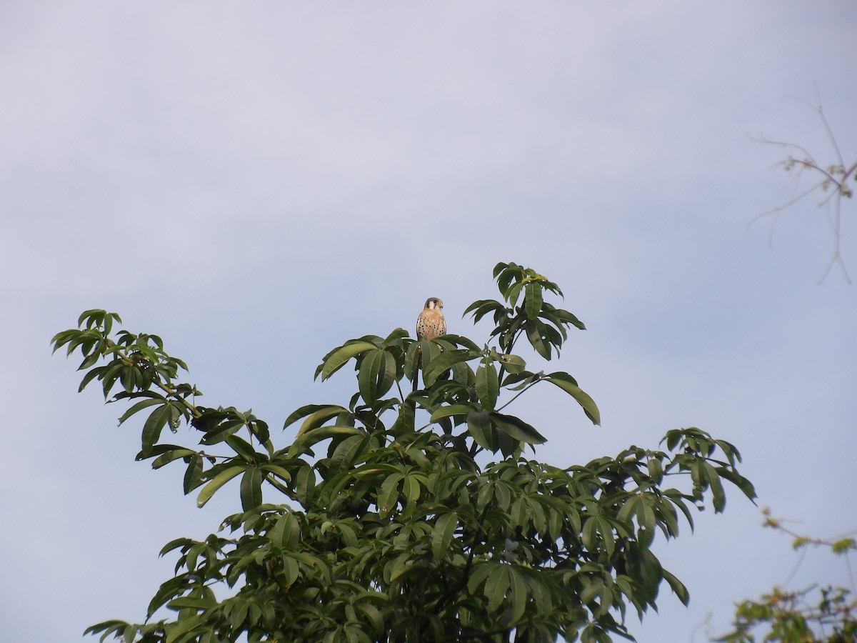 American Kestrel - ML645968376