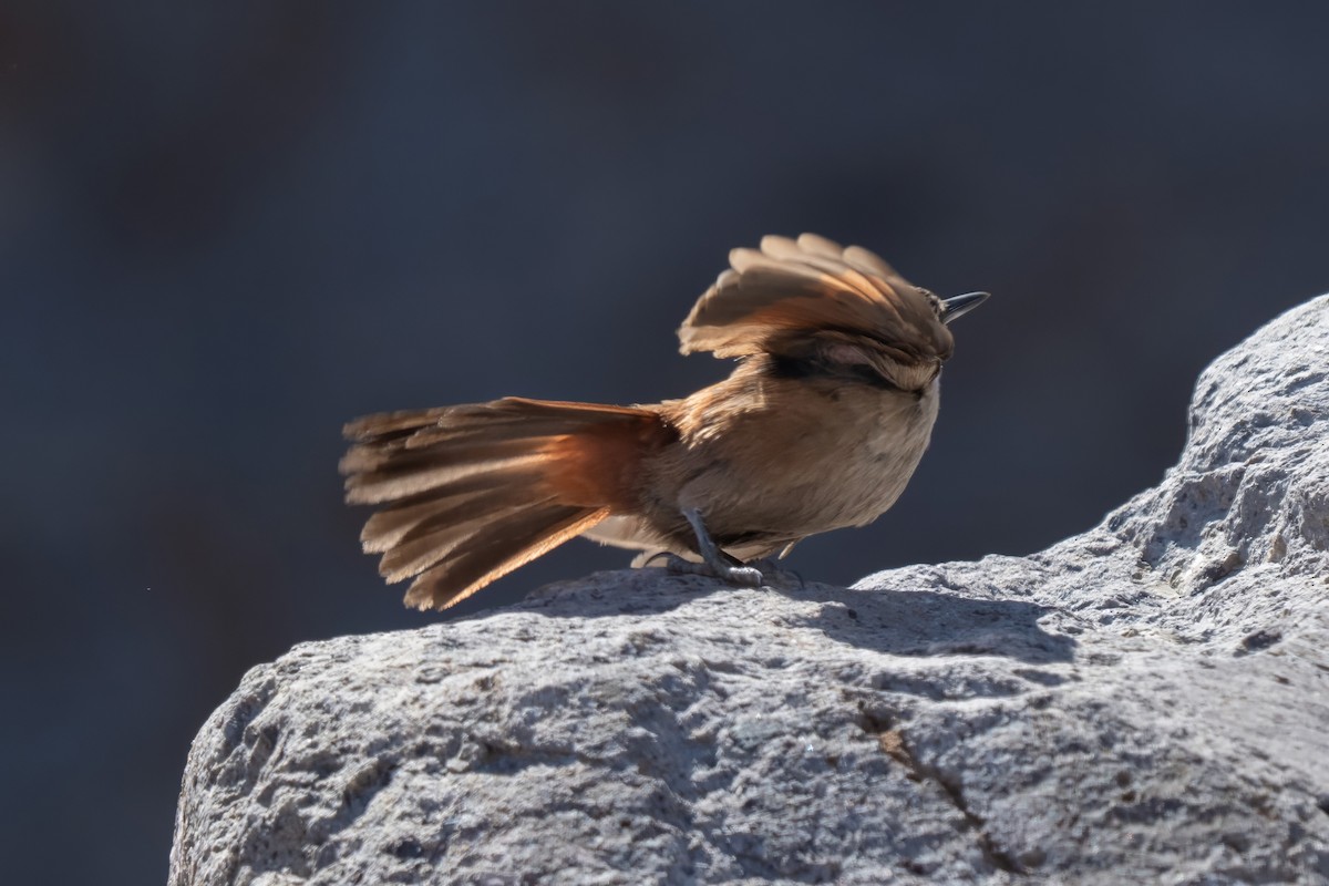 Crag Chilia - ML645968383