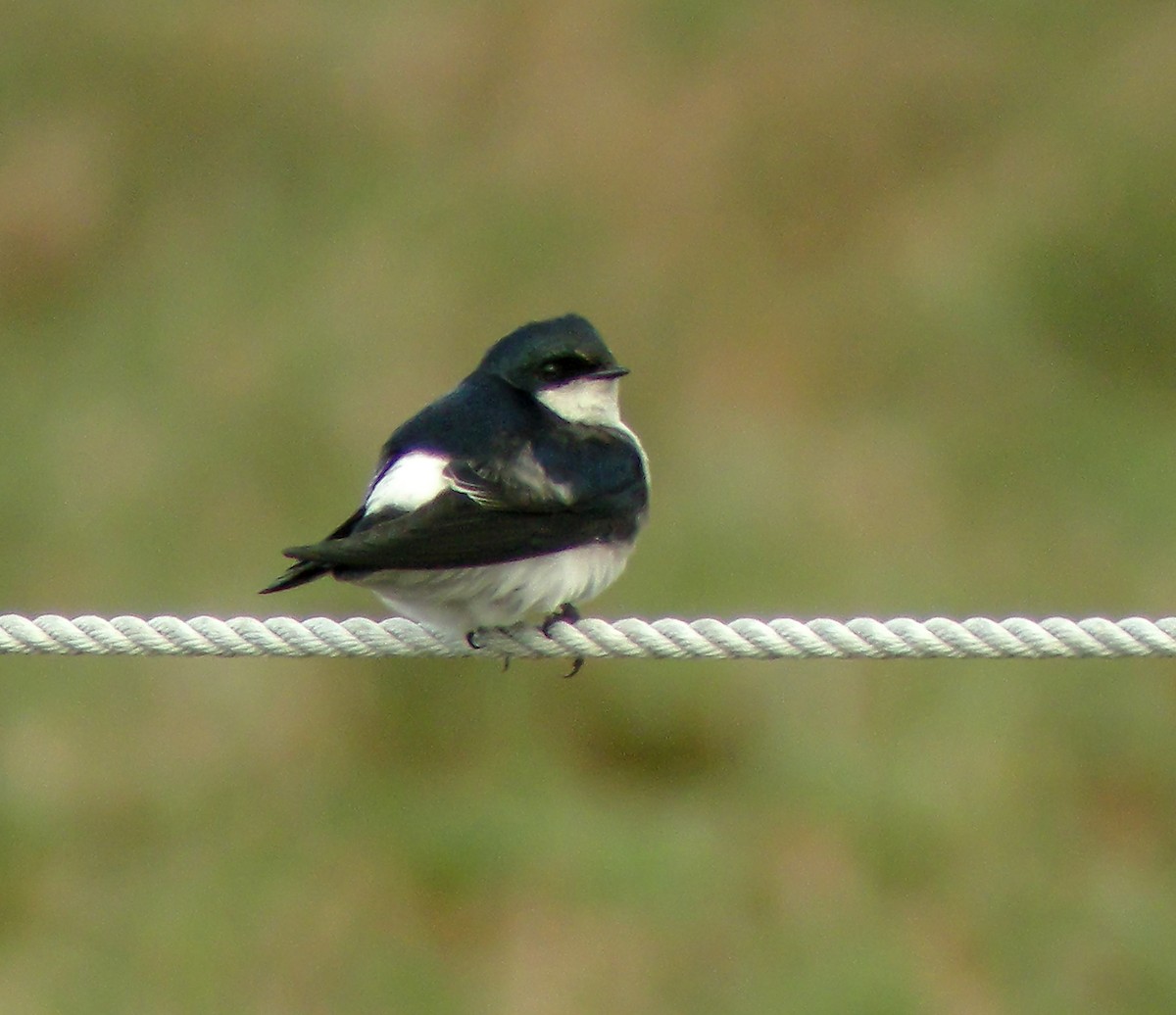 Chilean Swallow - ML645968384