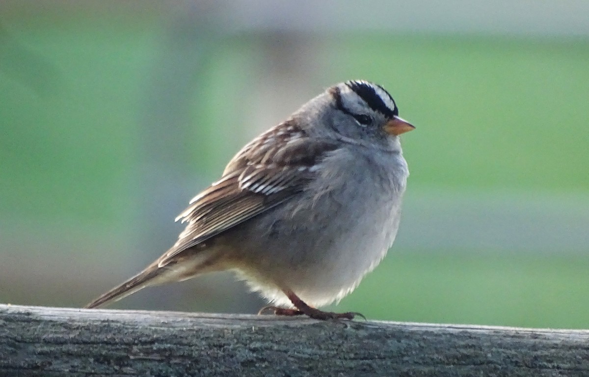 White-crowned Sparrow - ML645968388