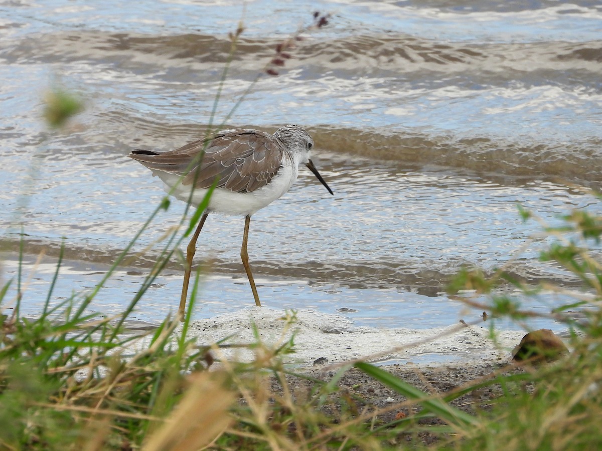 Albastrello - ML645968389