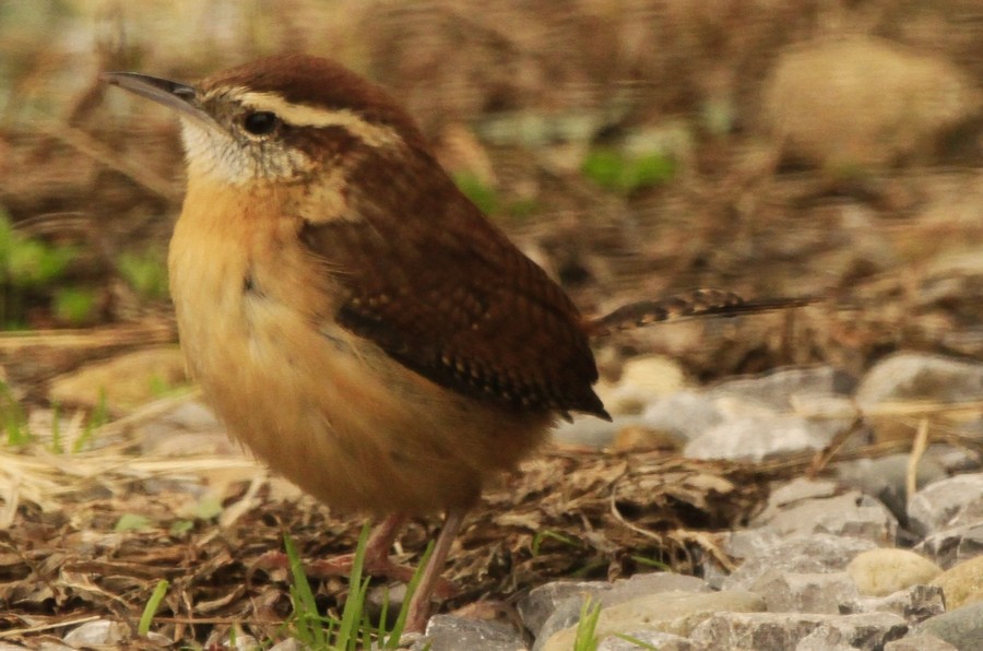Carolina Wren - ML645968390