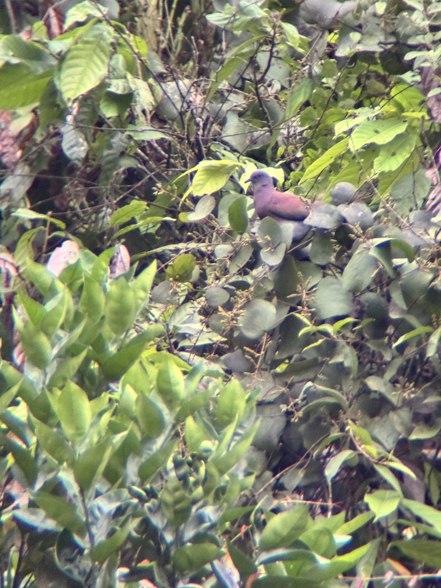 Pale-vented Pigeon - ML645968393