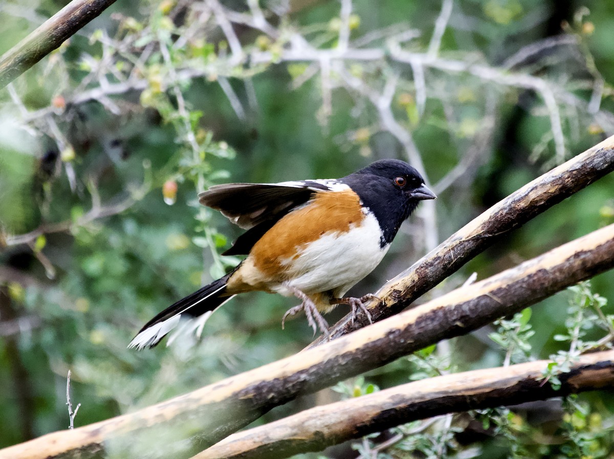 Spotted Towhee - ML645968394