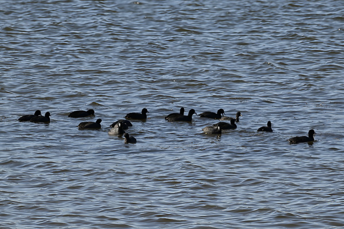 American Coot - ML645968395