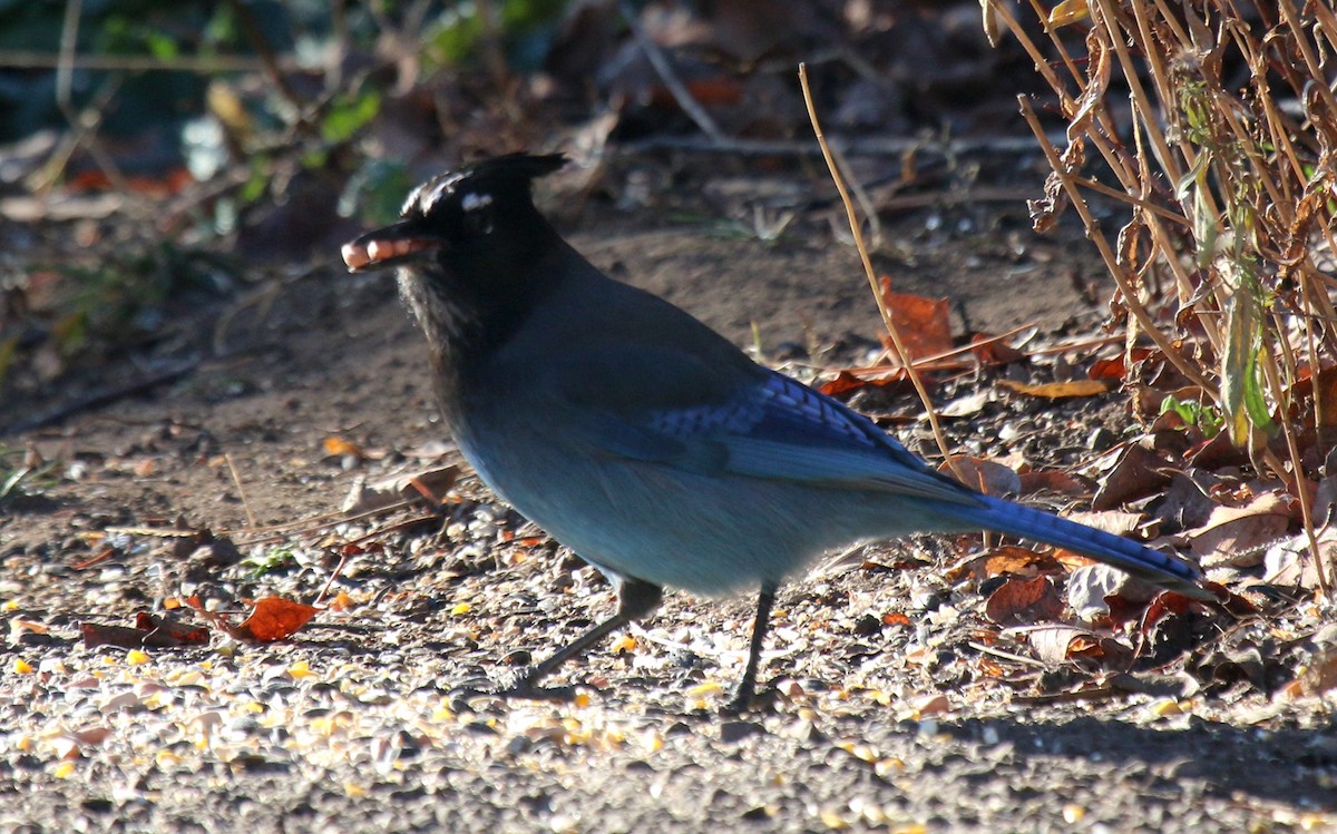 Steller's Jay (Southwest Interior) - ML645968400