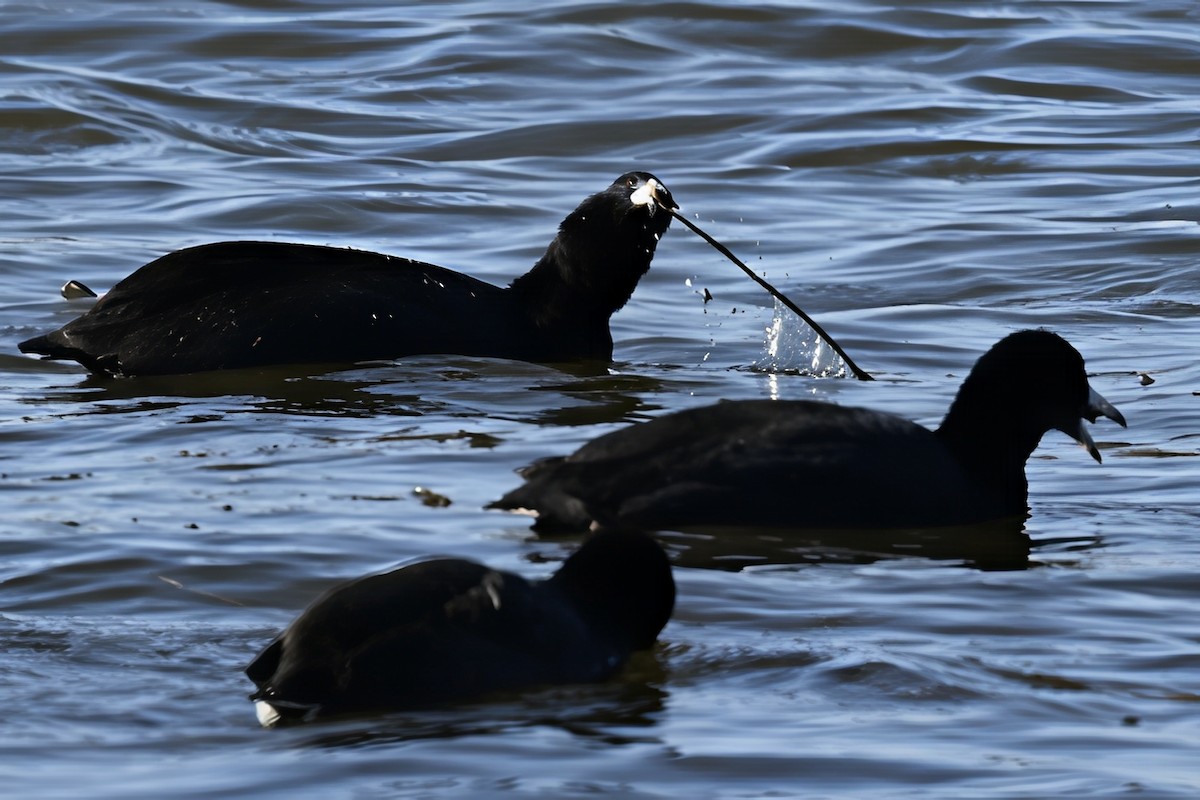American Coot - ML645968401