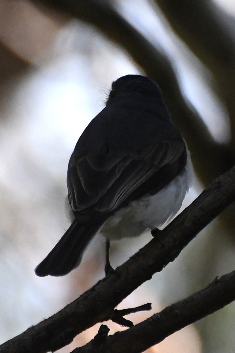 Satin Flycatcher - ML645968402