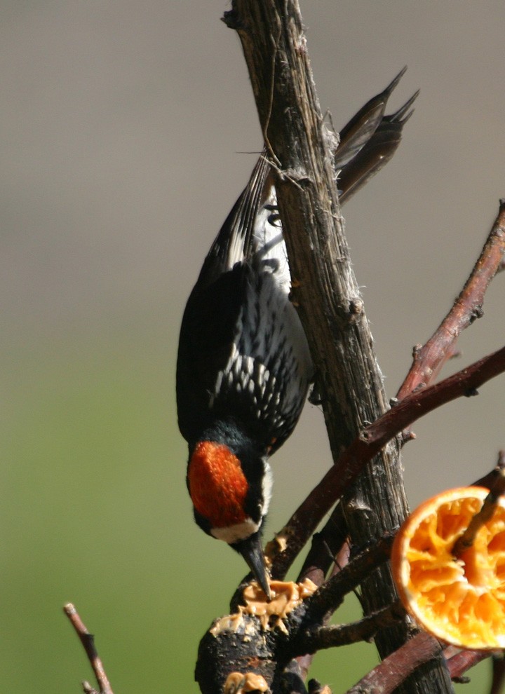 Acorn Woodpecker - ML645968403