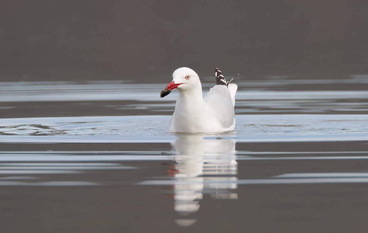Silver Gull - ML645968406