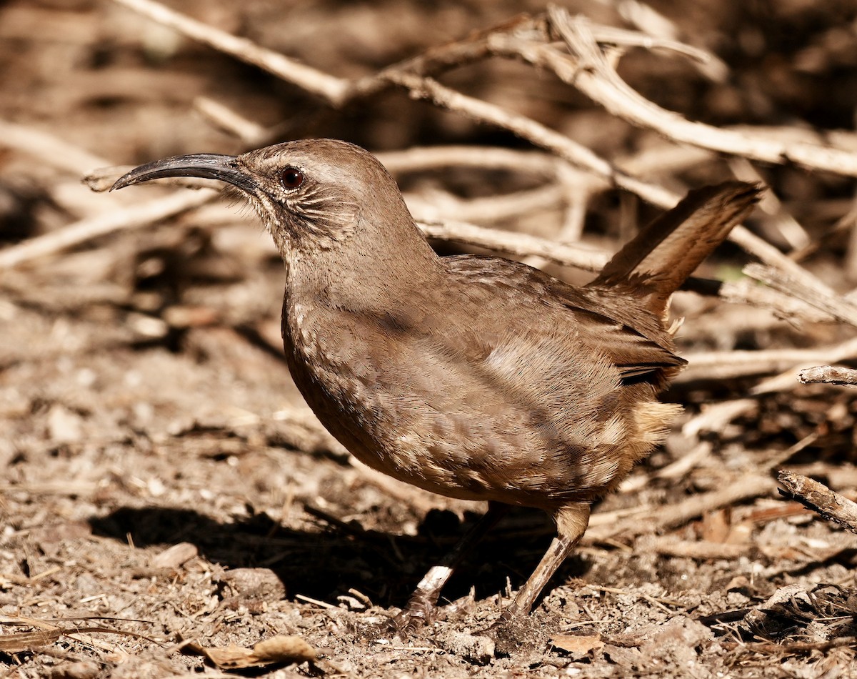 California Thrasher - ML645968407