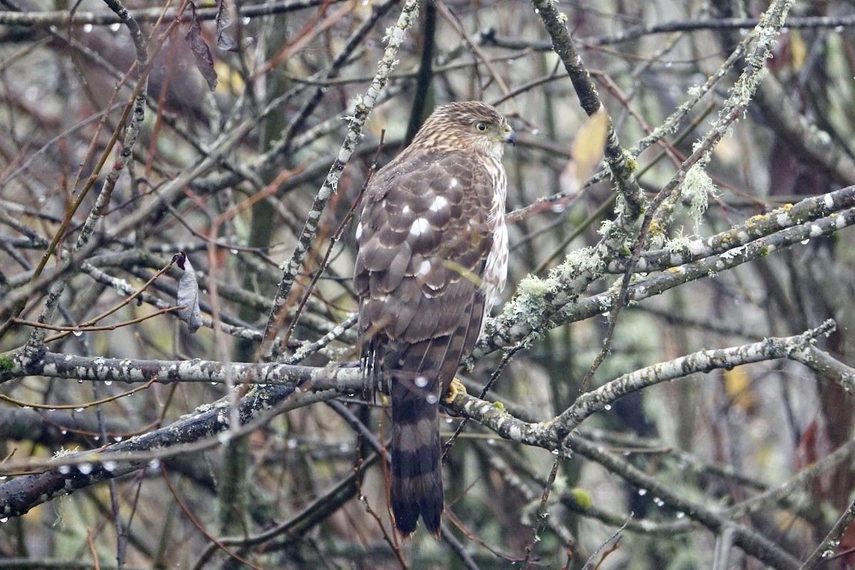 Cooper's Hawk - ML645968408