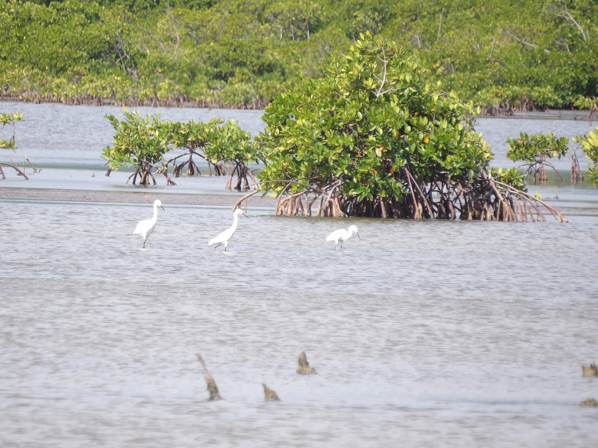 Snowy Egret - ML645968409