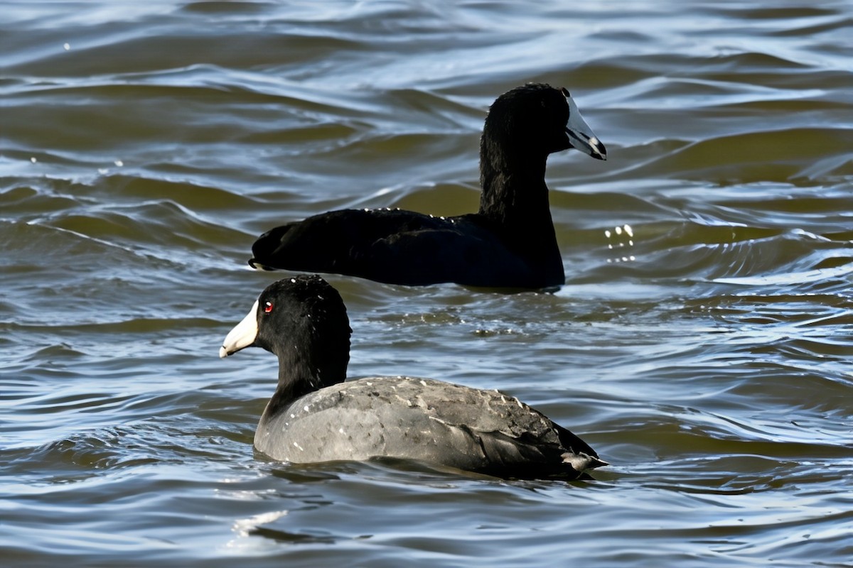 American Coot - ML645968411