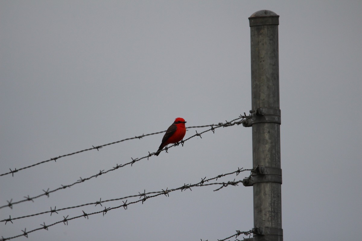 Vermilion Flycatcher - ML645968413