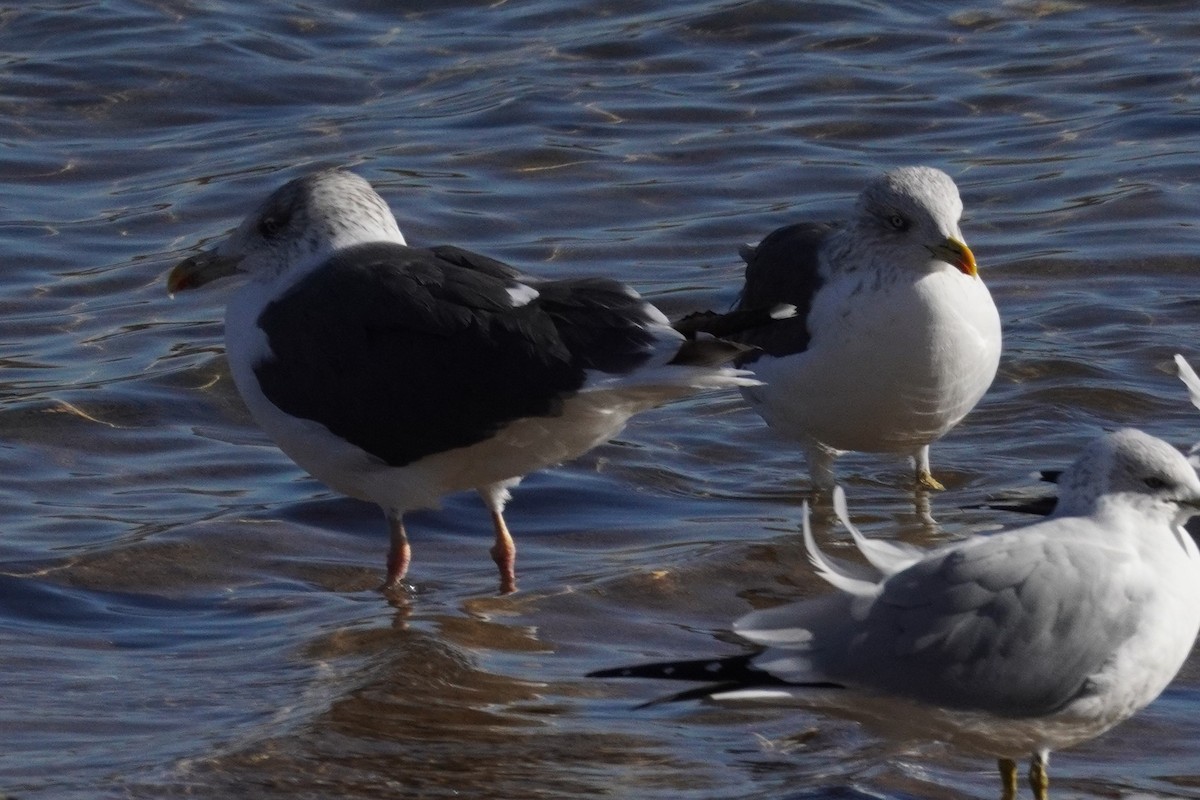 Zafferano - ML645968416