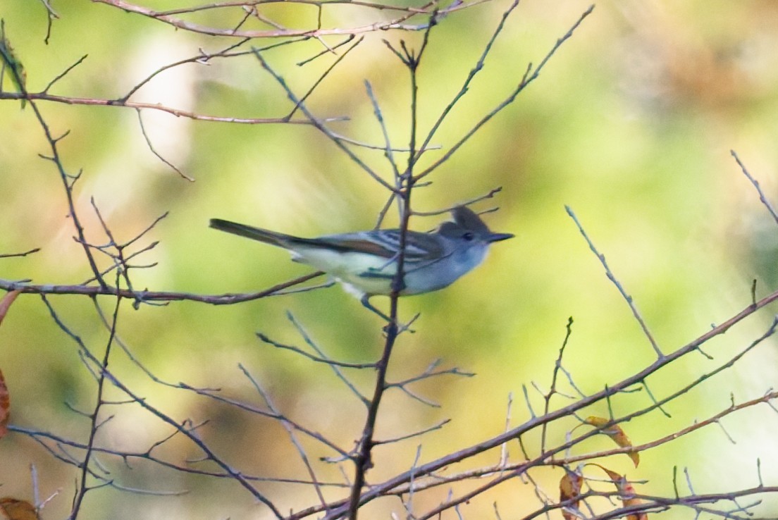 Ash-throated Flycatcher - ML645968418
