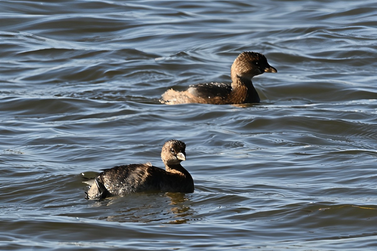 Pied-billed Grebe - ML645968425