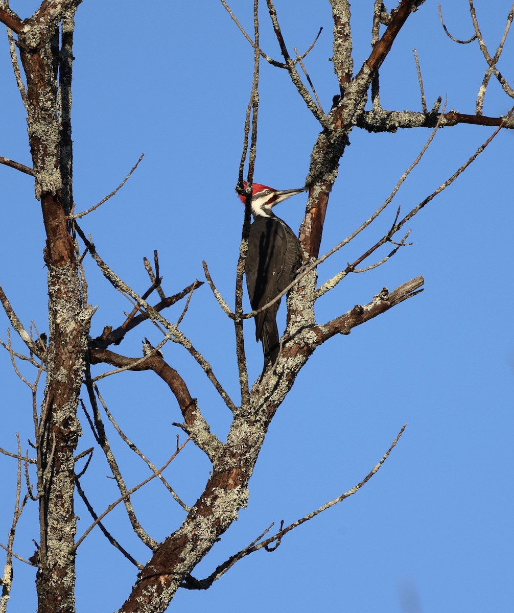 Kuzey Amerika Kara Ağaçkakanı - ML645968429