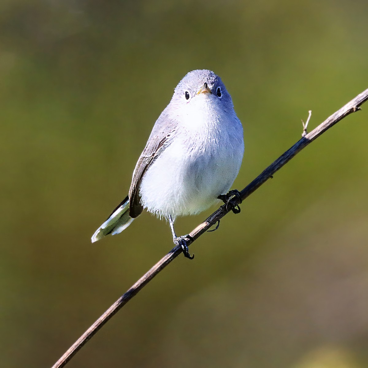 Blue-gray Gnatcatcher - ML645968432