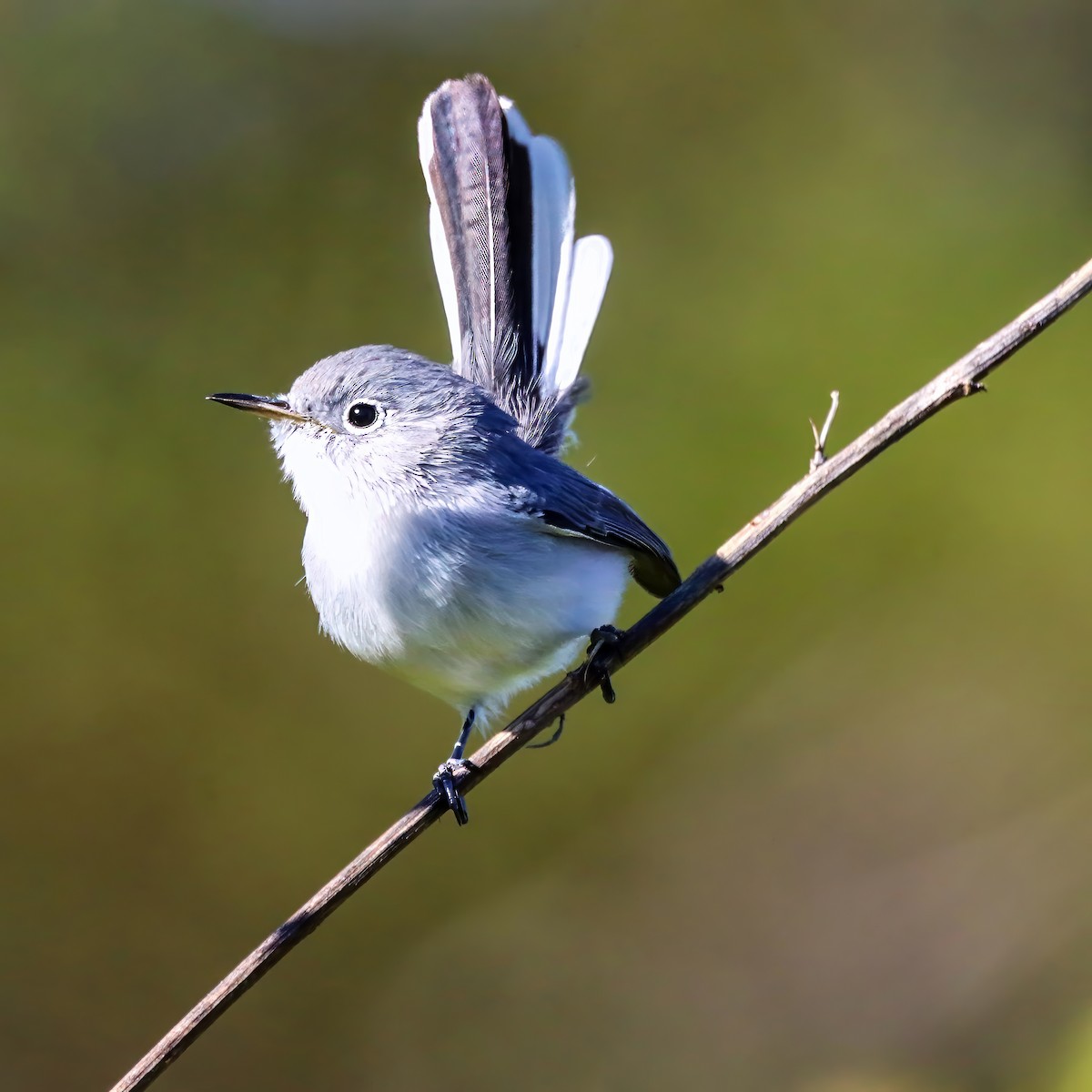 Blue-gray Gnatcatcher - ML645968433