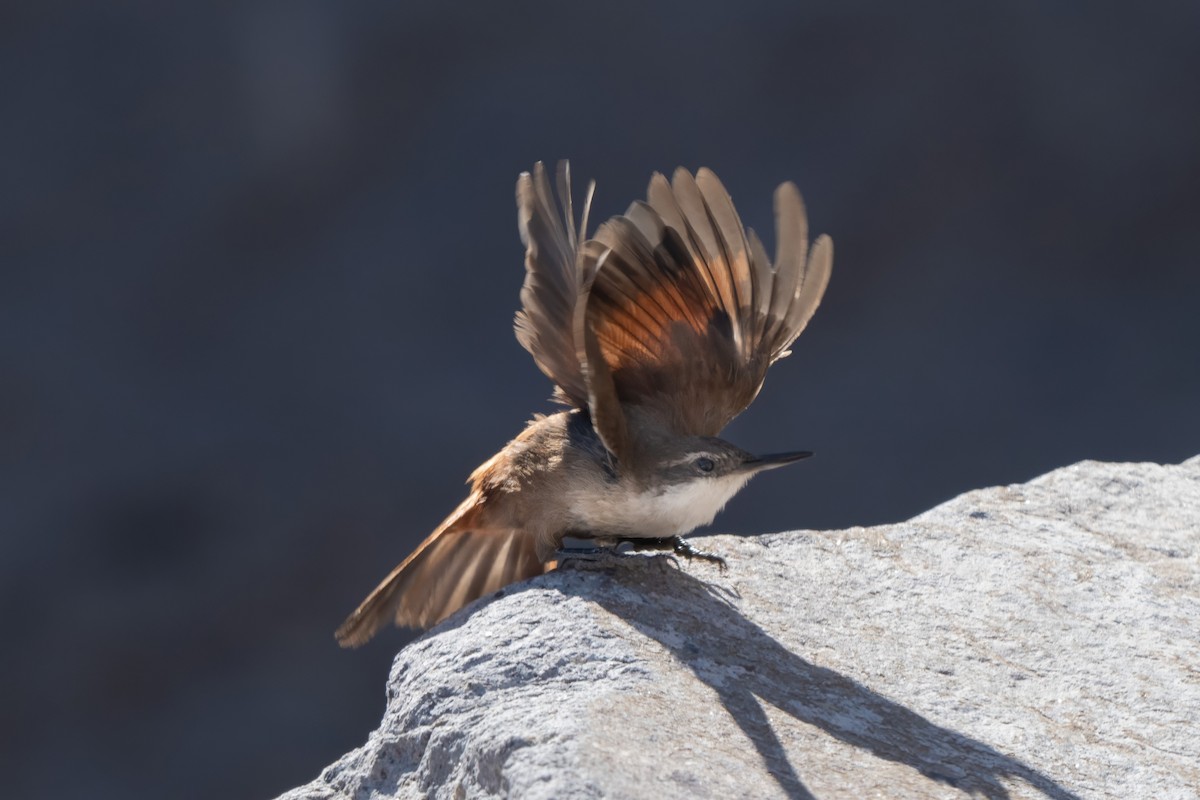 Crag Chilia - ML645968437