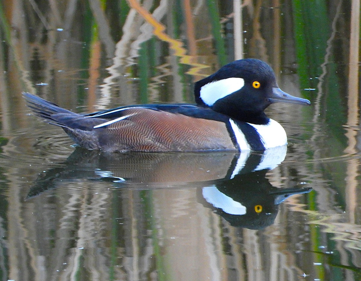 morčák chocholatý - ML645968438