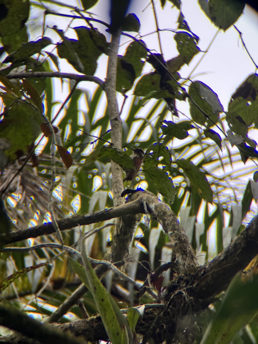 datel šarlatový - ML645968440