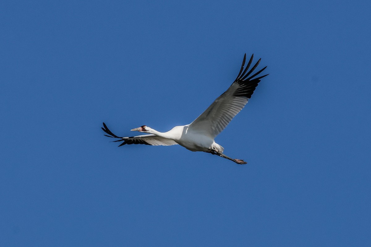 Kurrilo zuria - ML645968442