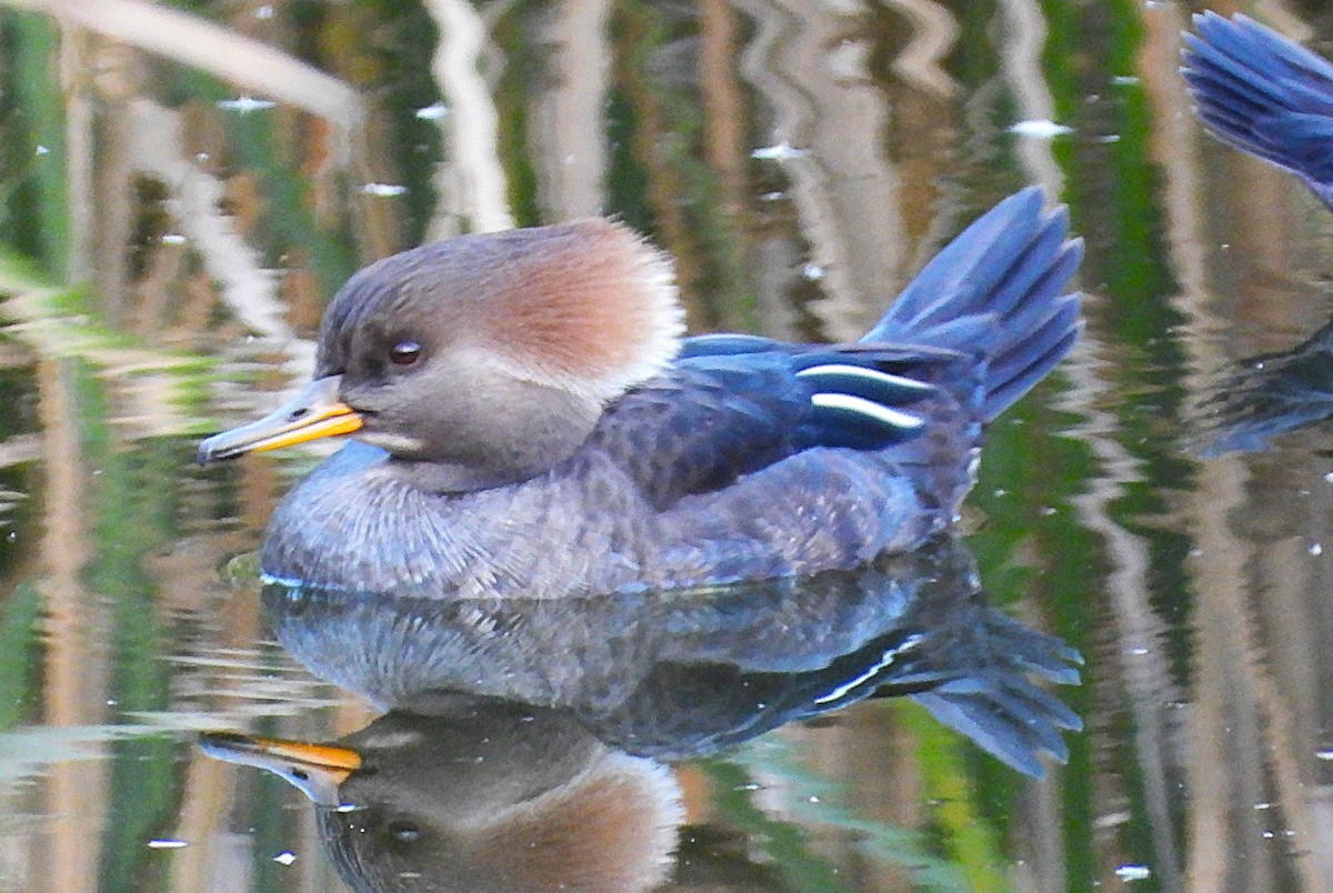 morčák chocholatý - ML645968451