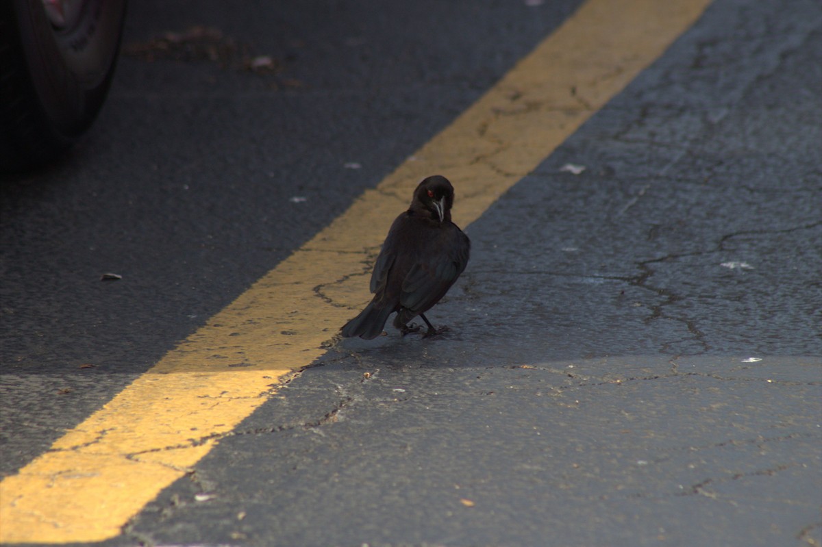 Красноглазый трупиал - ML645968456