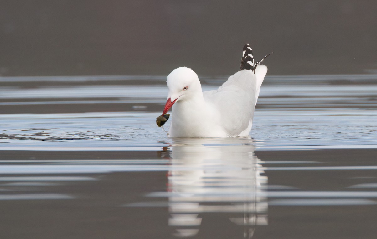 Silver Gull - ML645968459