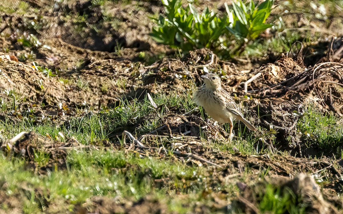 Yellowish Pipit - ML645968461