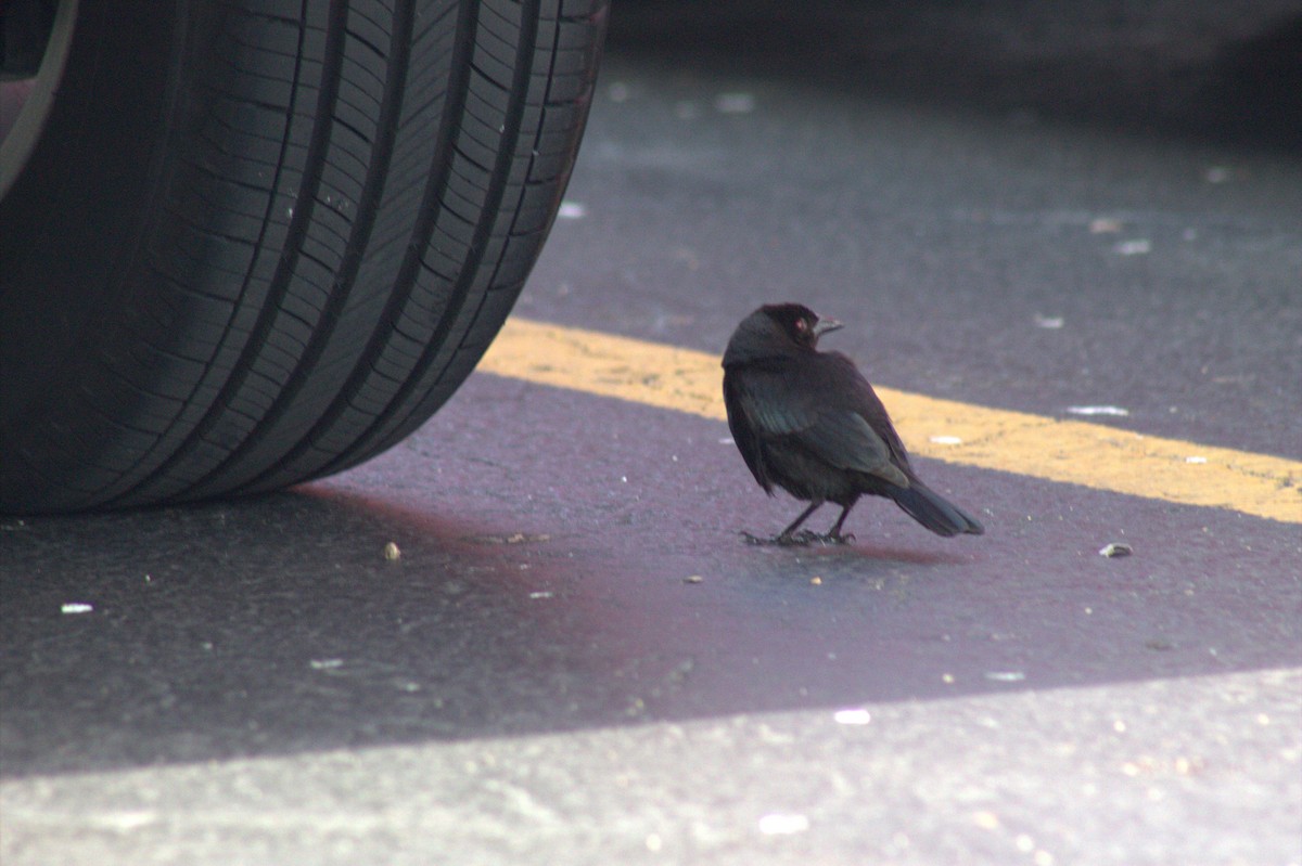 Красноглазый трупиал - ML645968465