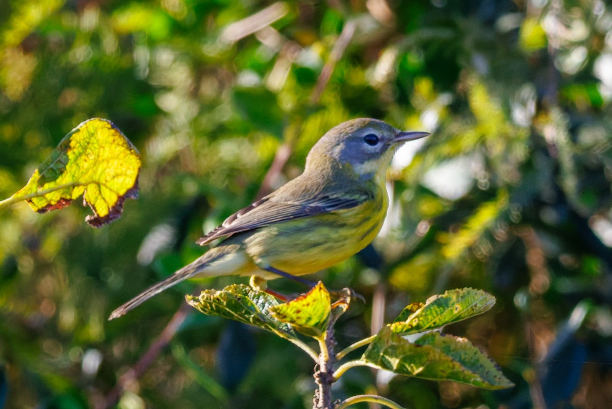 Prairie Warbler - ML645968470