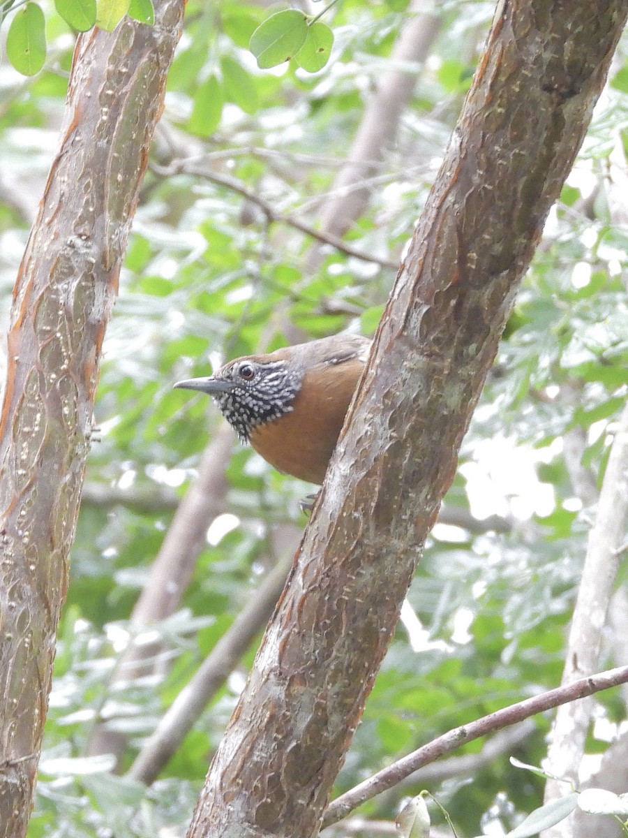 Rufous-breasted Wren - ML645968471