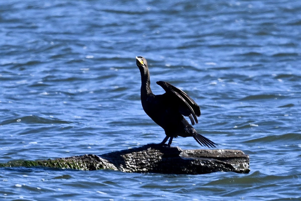Double-crested Cormorant - ML645968472