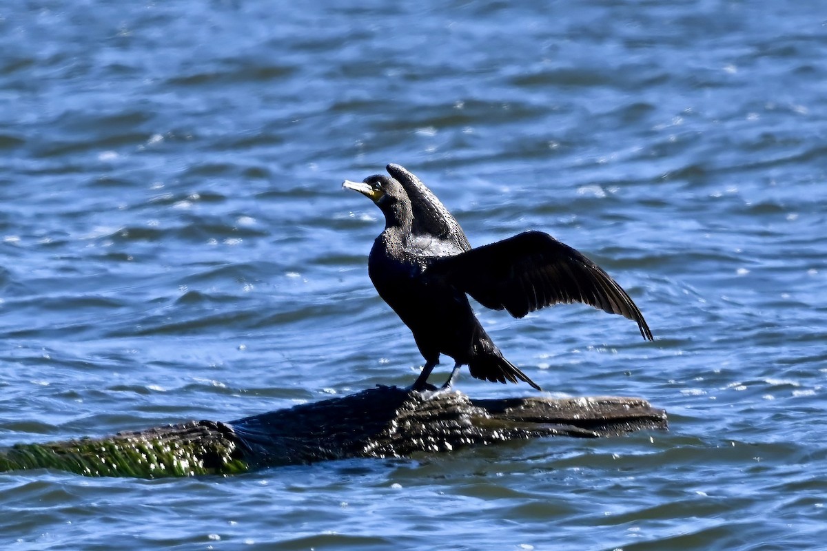 Double-crested Cormorant - ML645968473
