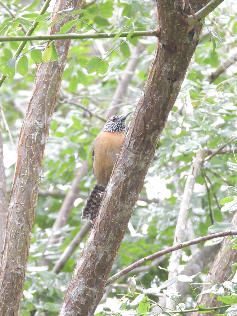 Rufous-breasted Wren - ML645968474